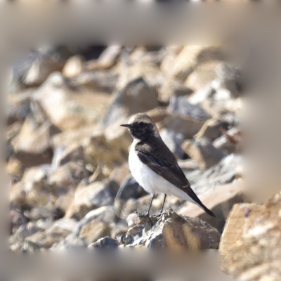 Pied Whetear
